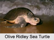 Indian Sea Turtles, Marine Species