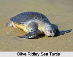 Olive Ridley Sea Turtle, Indian Marine Species