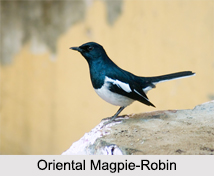 Indian Magpies, Indian Bird