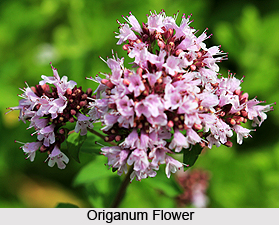 Origanum