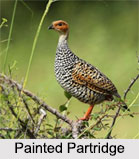 Indian Partridges