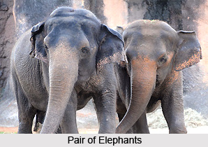 Chandaka Elephant Sanctuary, Bhubaneshwar, Odisha