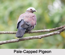 Indian Pigeons