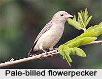 Pale-Billed Flowerpecker, Indian Bird