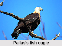 Pallas`s Fish Eagle, Indian Bird