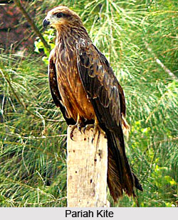 Common birds in India