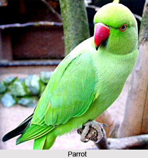 Common birds in India