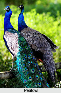 Peafowl, Bird