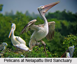 Nelapattu Bird Sanctuary, Nellore District, Andhra Pradesh