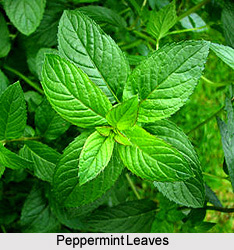 Peppermint Leaves