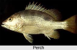 Perch, Indian Marine Species