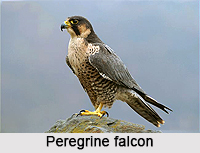 Peregrine falcon, Indian Bird