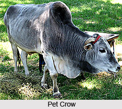 Omens Related to Domestic Animals, Vastu Shastra