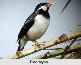 Pied Myna, Indian Bird