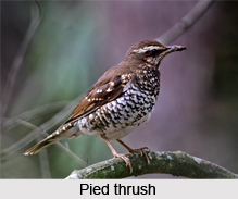 Pied Thrush, Indian Bird