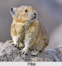 Pika, Indian Animal