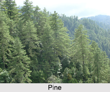 Flora of India