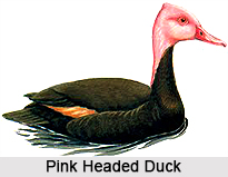Pink-Headed Duck, Indian Bird