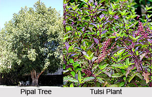 Marriage with Trees & Plants , Indian Wedding