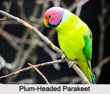 Indian Parakeets