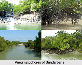 Sundarbans Freshwater Swamp Forests in India