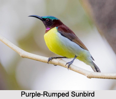 Indian Sunbirds