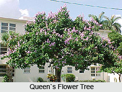 The Queen`s Flower