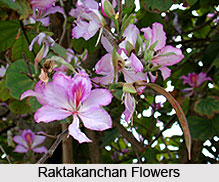 Orchid Tree, Raktakanchan