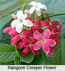Rangoon Creeper  , Indian Shrub