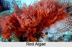 Algae