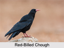 Indian Choughs, Indian Birds