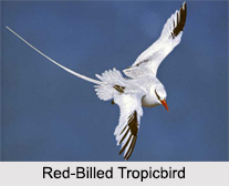Indian Tropicbirds