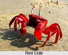 Crabs