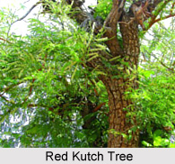 Red Kutch, Indian Medicinal Plant