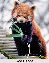 Red Panda, Indian Animal