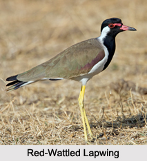 Indian Lapwings