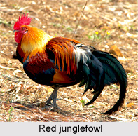 Red Jungle Fowl, Indian Bird
