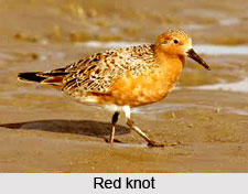 Red Knot, Indian Bird