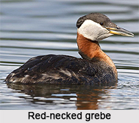 Red-Necked Grebe, Indian Bird