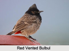 Red-Vented Bulbul, Indian Bird
