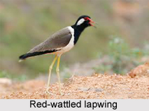 Red-Wattled Lapwing, Indian Bird