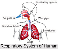 Impact of Yoga Asanas on Respiratory System
