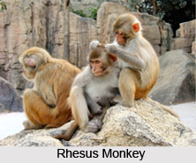 Macaque Monkey, Indian Animal