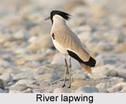 River Lapwing, Indian Bird
