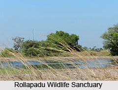 Rollapadu Wildlife Sanctuary, Kurnool District, Andhra Pradesh