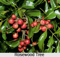 Aromatherapy Oils Made of Trees and Grass