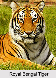Indian Animals