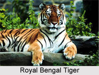 Wild Animals in India