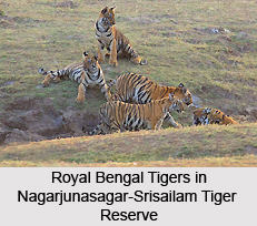 Nagarjunasagar-Srisailam Tiger Reserve