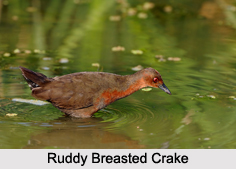 Indian Crakes, Indian Birds